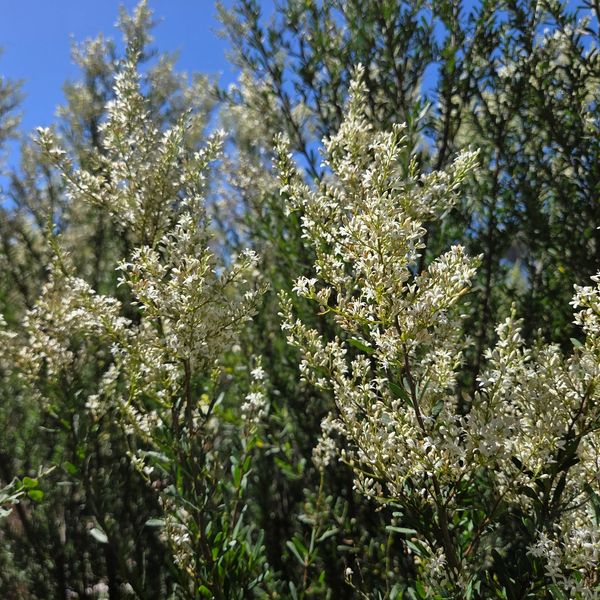 Dense clusters of small white flowers on tall green shrubs under clear blue sky.