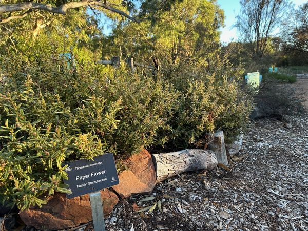Paper Flower bushes in a natural garden setting with signage.