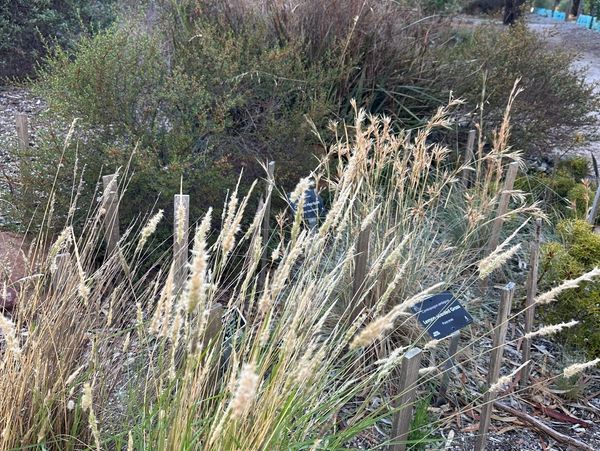 Wild grasses and plants grow densely in a natural garden setting.
