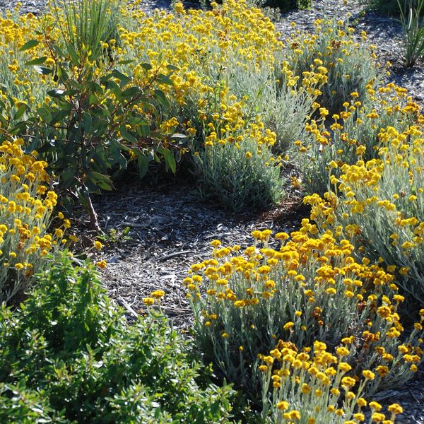 Yellow flowers bloom densely in a garden bed with mulch ground cover.