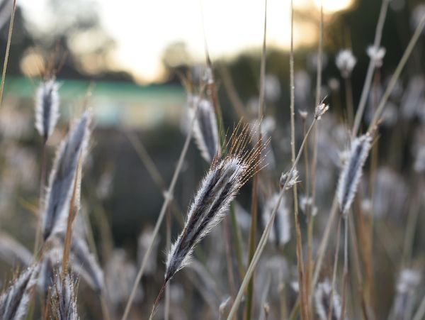 Close-up of wild grass with soft, feathery seed heads in natural light.