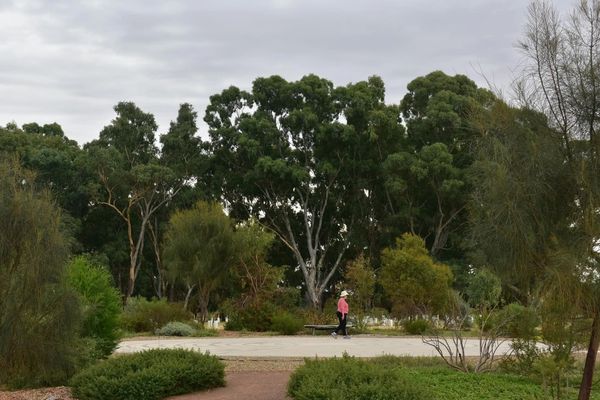 A person walking in a park with dense trees and cloudy sky.