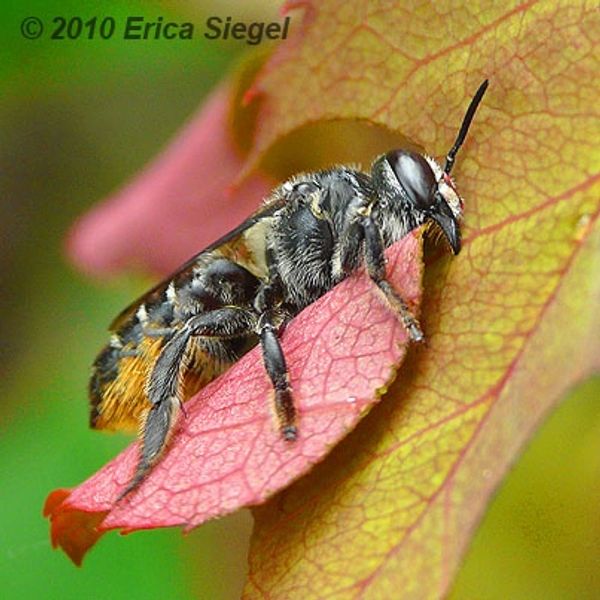 Close-up of a bee resting on a red-veined leaf.