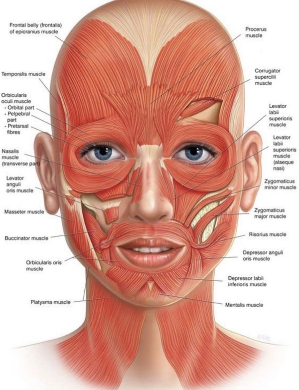 Diagram of human facial muscles with labels showing their anatomical positions.