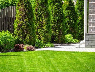 Summer Lawn