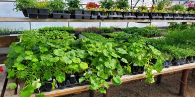 Grande variété de légumes et fines herbes