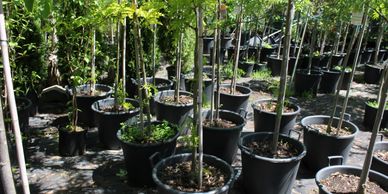 Plusieurs arbres et fruitiers en pots