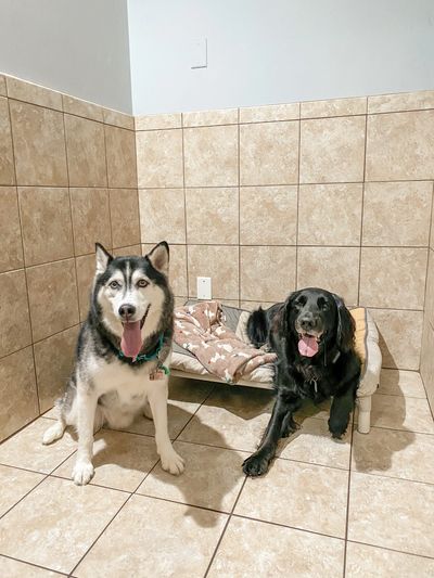 Boarding suites doggy daycare dogsitting Cumming Ga Georgia Forsyth County overnight