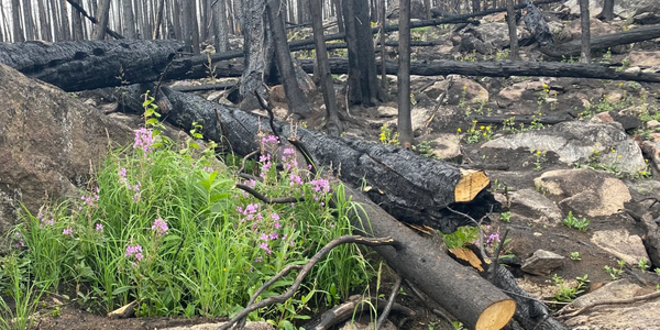 Fireweeds in RMNP following the East Troublesome fire show the resiliency of the forest.  