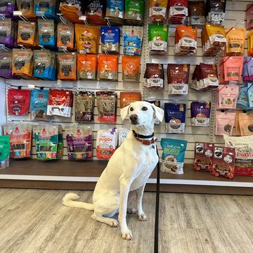 Dog sitting in pet store