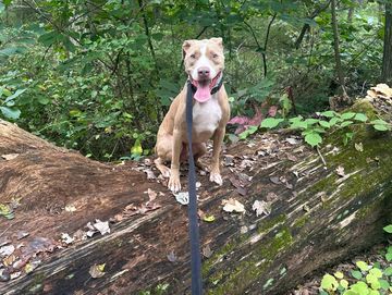 Reactive dog training on log