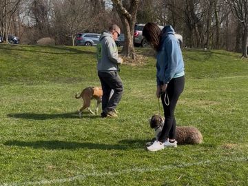 Reactive dog with another dog in field at the park