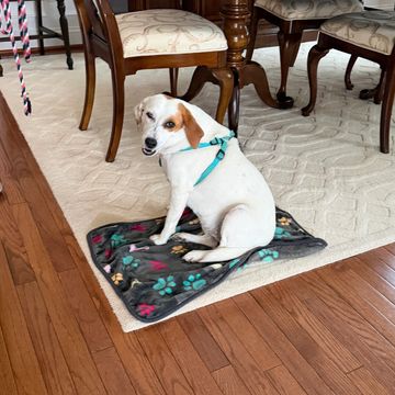 dog on rug 