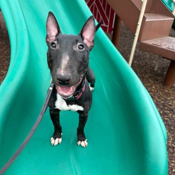 Miniature Bull Terrier dog training in public