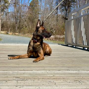 dog training advanced obedience