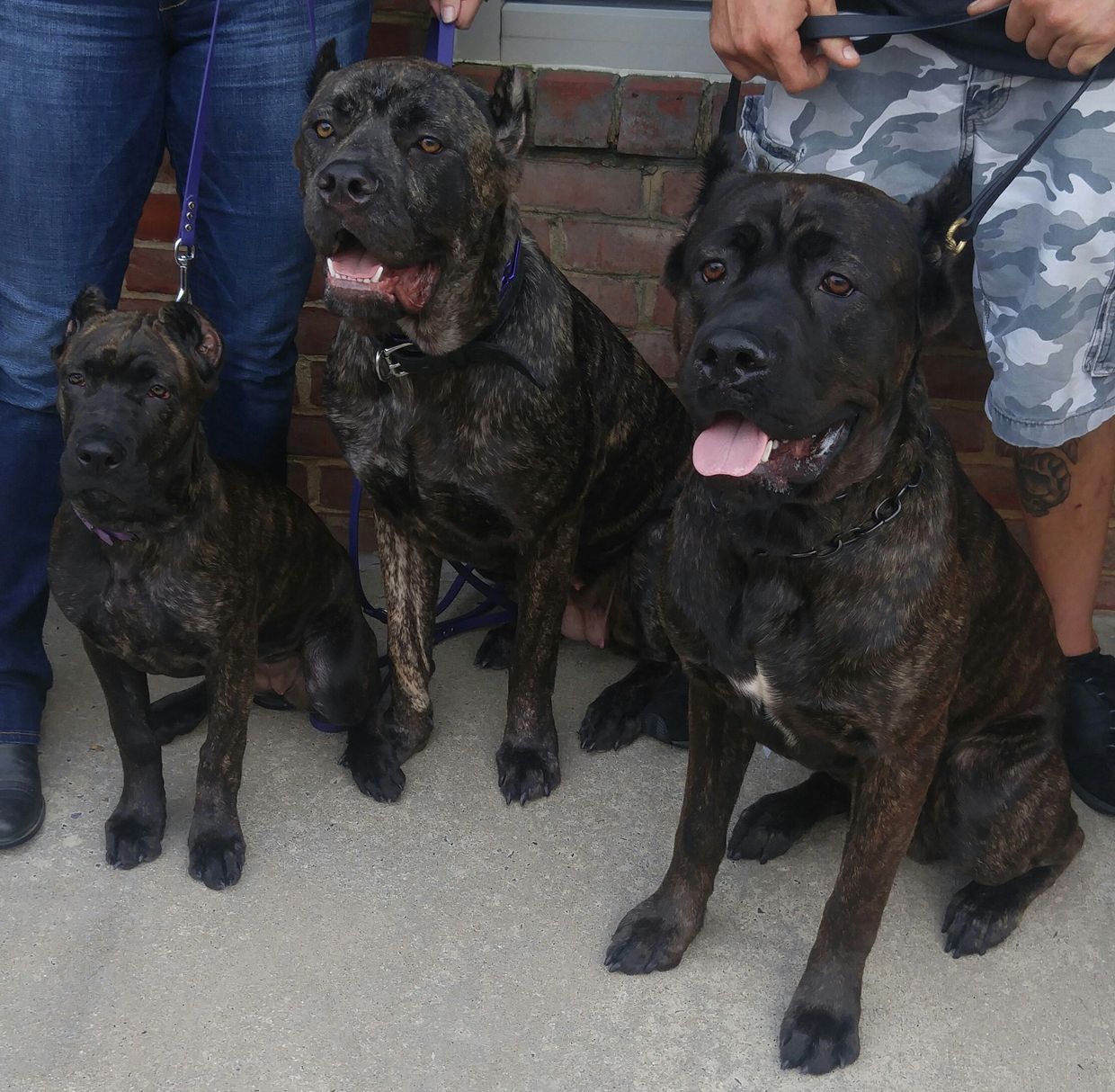 Cane Corso at dog store