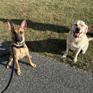 Dog training at the park