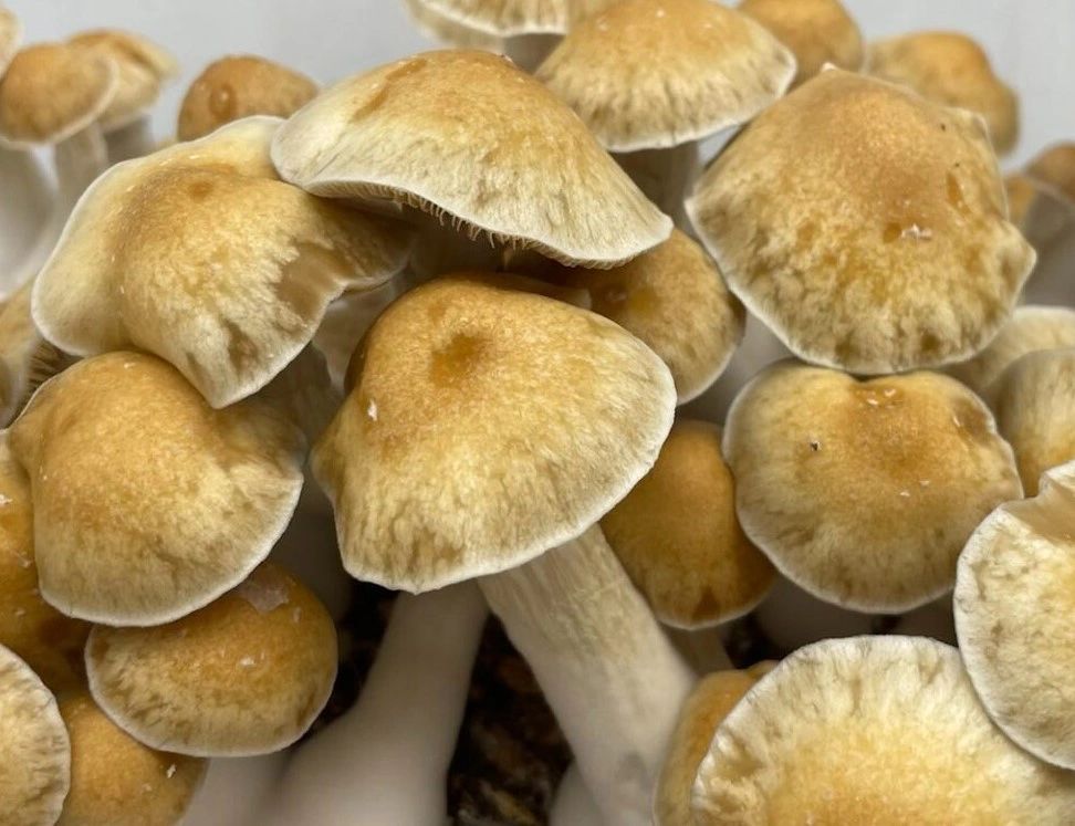 Macro Mushrooms