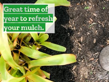 Black mulch 