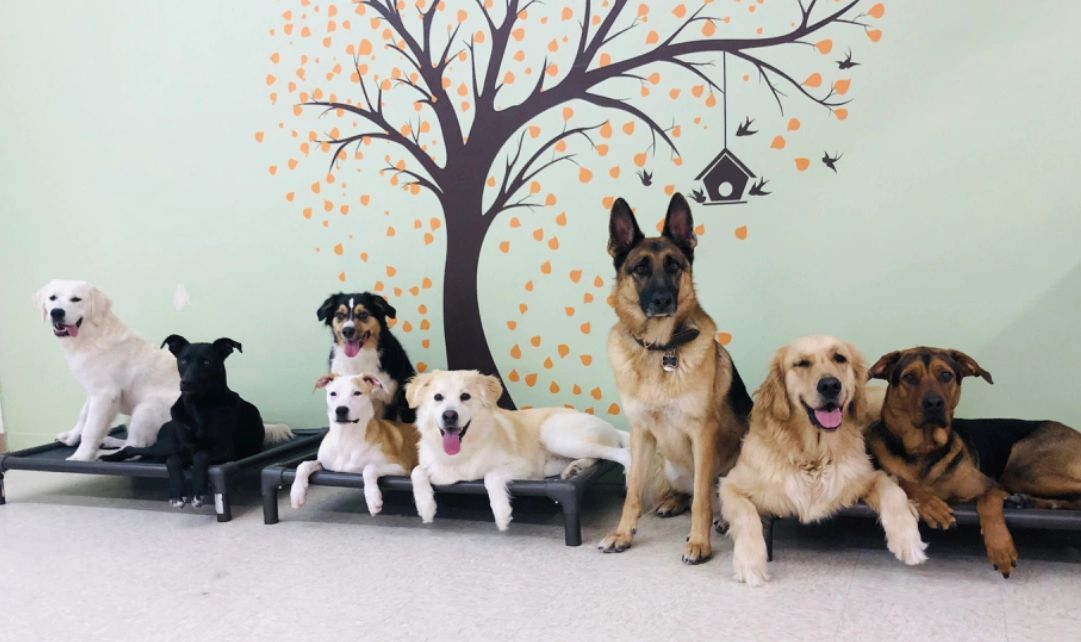 Doggie daycare, training & grooming in San Diego