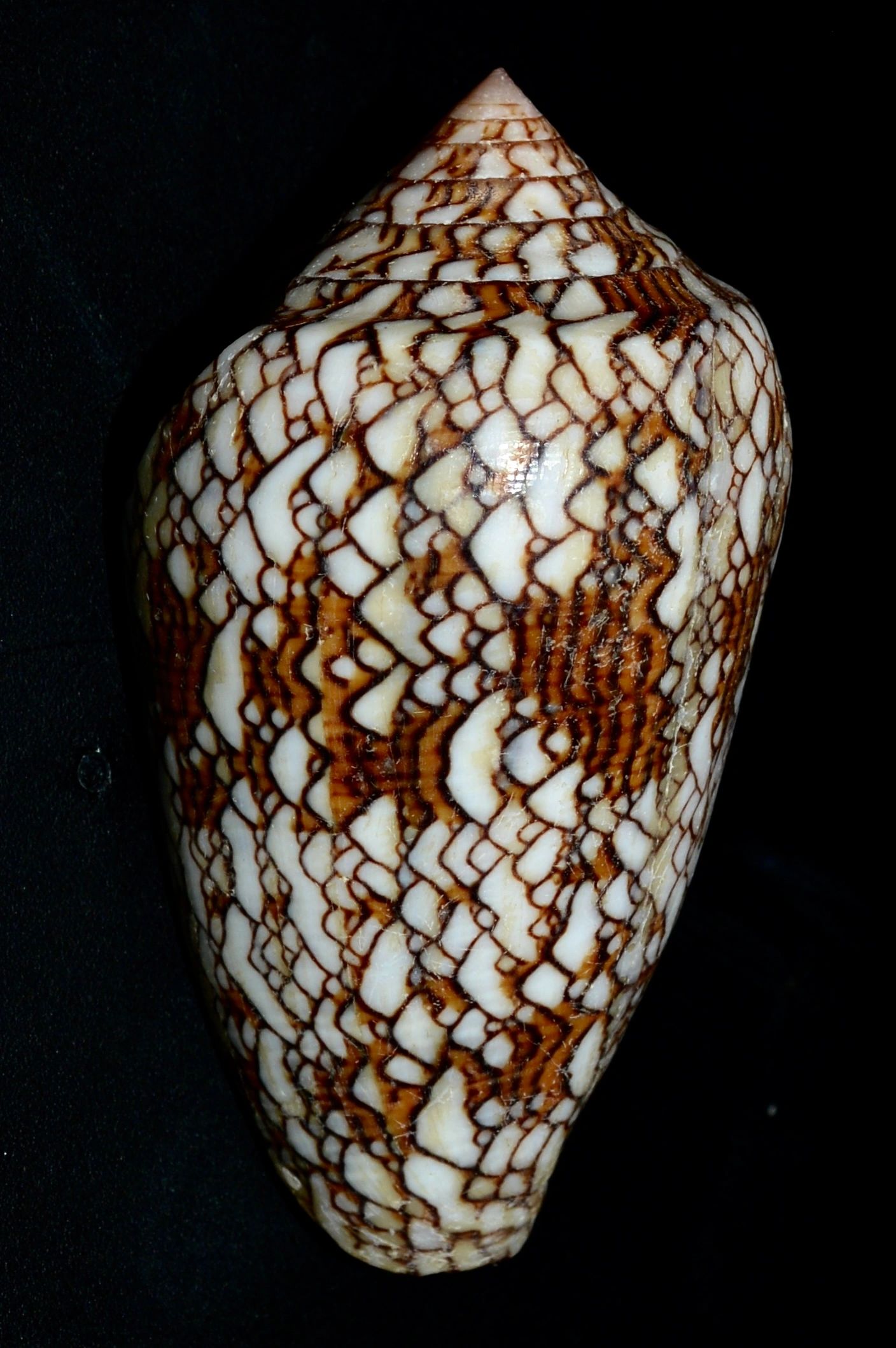 Dangers Lurking in Paradise: The Textile Cone Snail of Hawaii