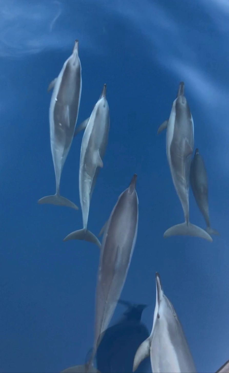 A Dive of a Lifetime Dolphins Grace Electric Beach