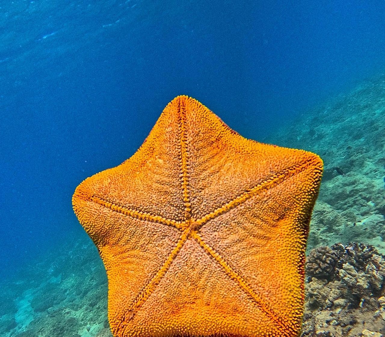 Starry Delights: Discovering the Stellar Starfish of Oahu