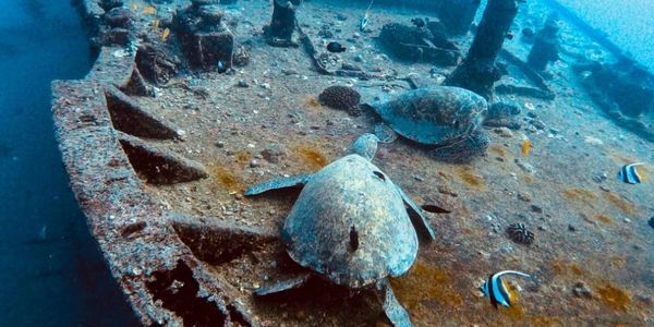 Green sea turtle cleaning station on the Sea Tiger Wreck on a deep advanced dive. 