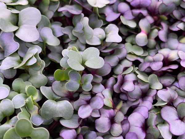 Microgreens, JCN Farms Spicy Salad Mix. Locally grown, extremely fresh and nutritious products. 