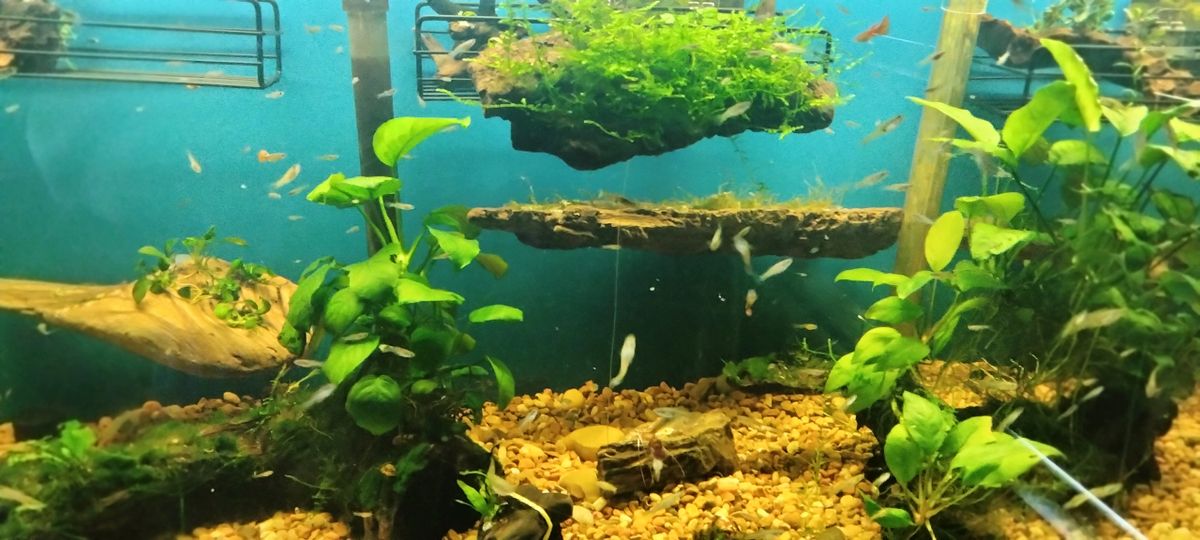 LARGE DRIFTWOOD AQUARIUM WALL LEDGE 812 inches