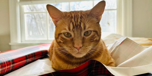 an orange cat laying on wrapping paper