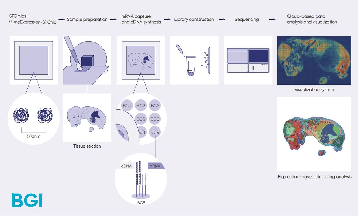 STOmics Workflow
