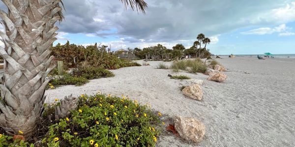 A sandy beach with palm trees and scattered rocks under a cloudy sky.