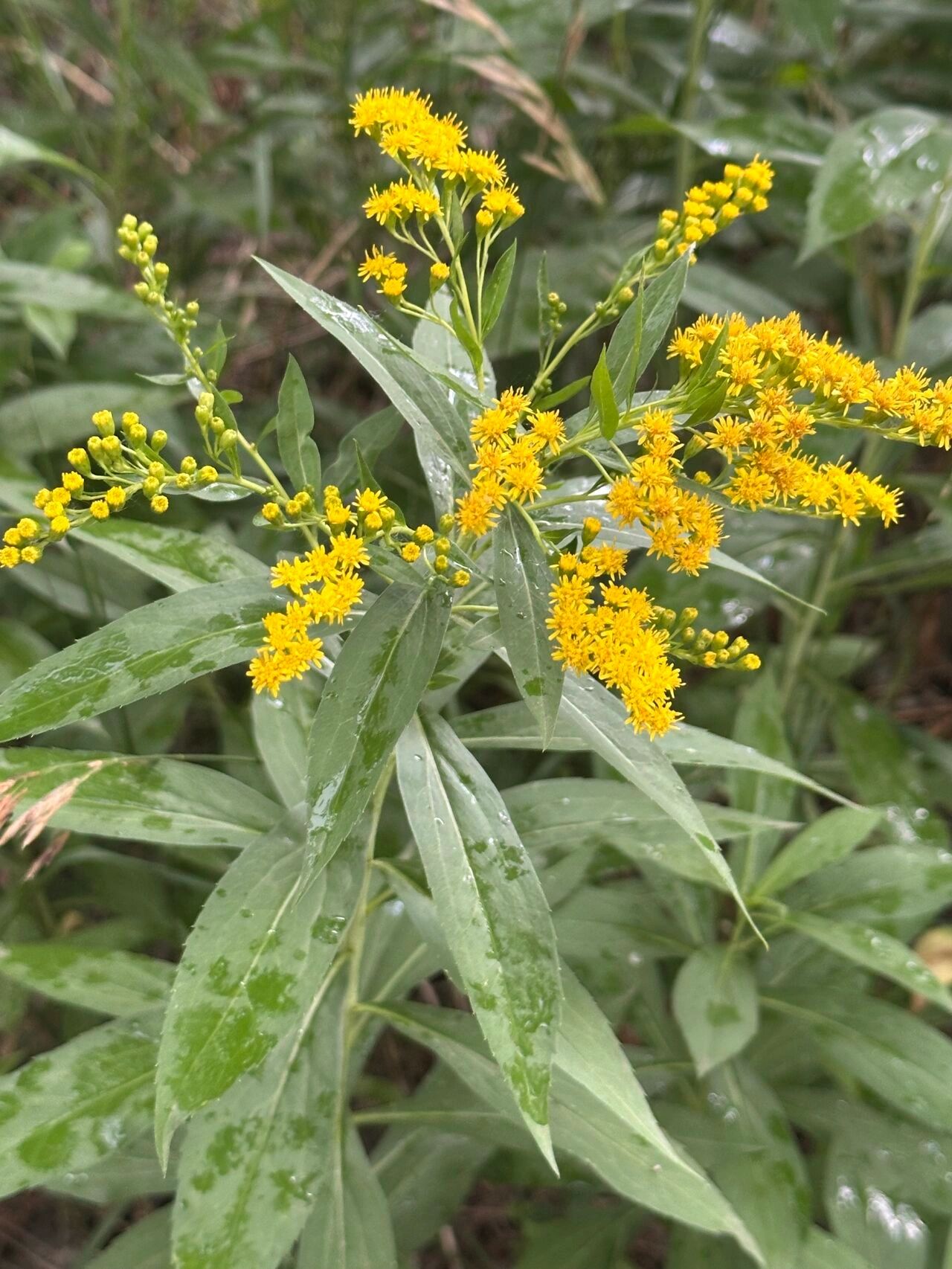 yellow flower