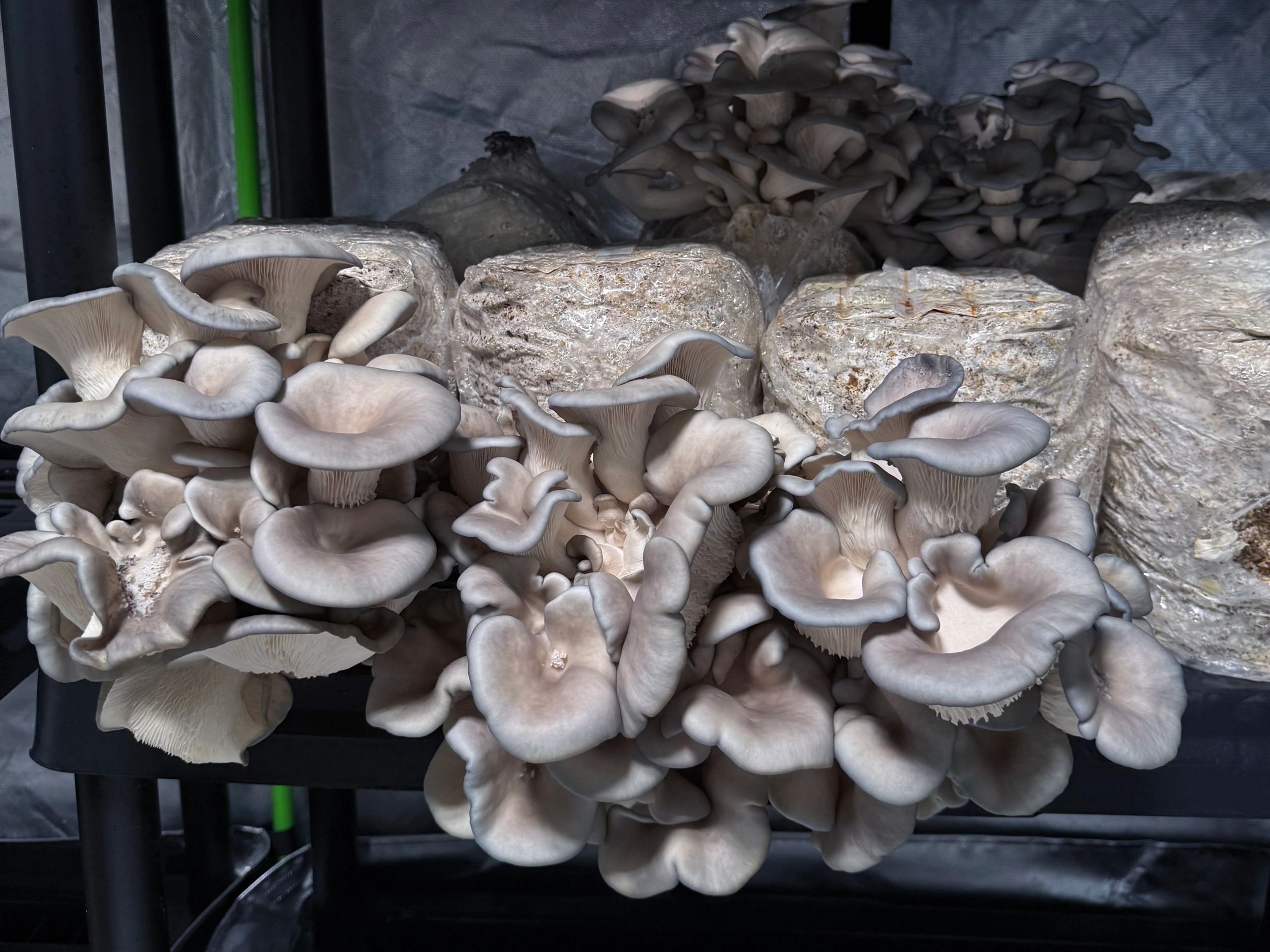 The Mushroom Factory AZ