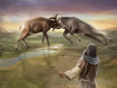 Two horned animals butting heads as a person watches.