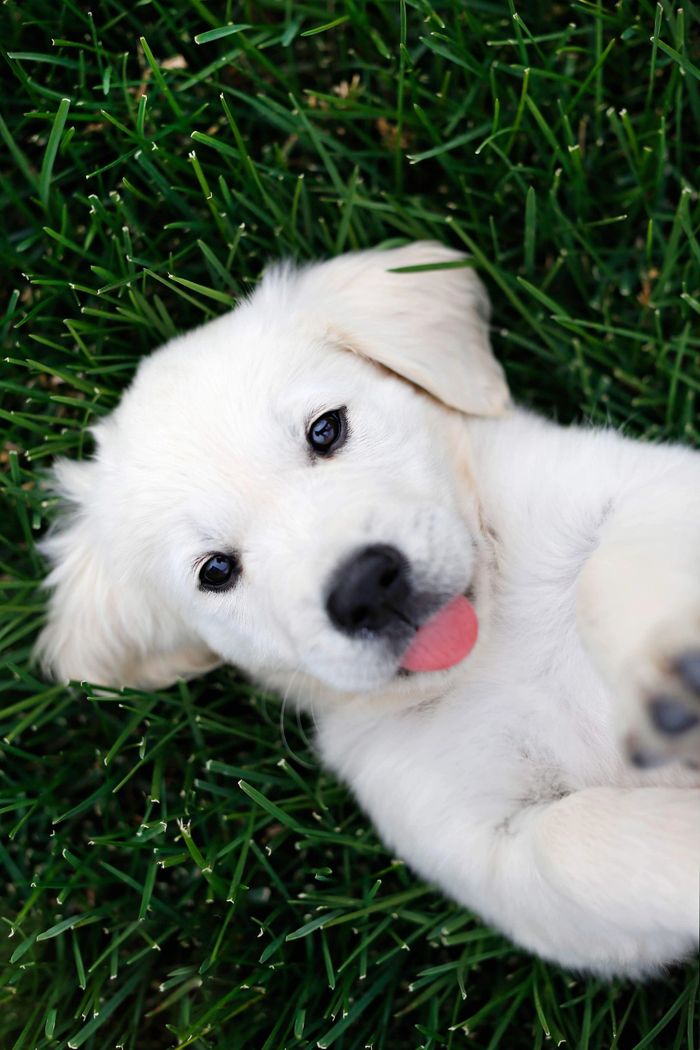 English Golden Retriever Puppy