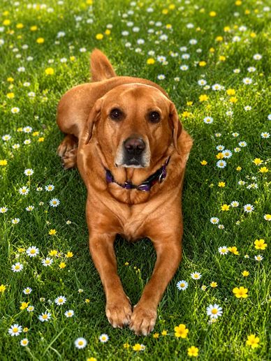 A brown dog lying on grass with white and yellow flowers.