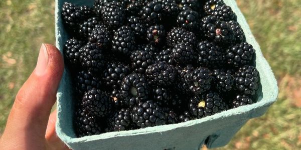 Fresh picked blackberries in pint container.