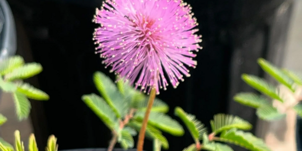 Sunshine Mimosa ground cover bloom.