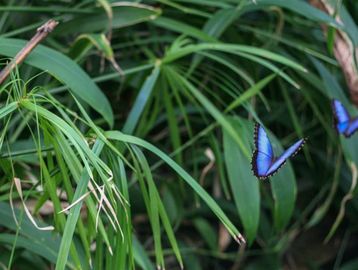 Two blue butterflies