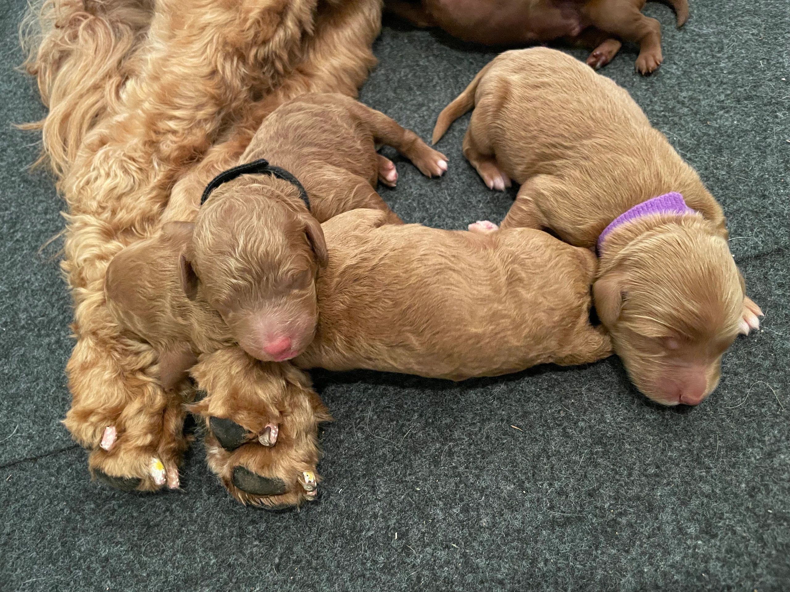 Sleeping puppies 