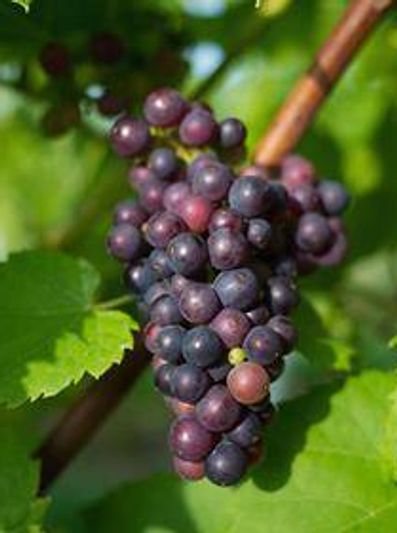 Cluster of a bunch of grapes.