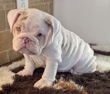 Lilac Merle English bulldog puppies for sale Colorado. English bulldog breeders near Denver 