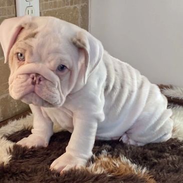 Lilac Merle English bulldog