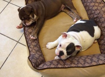 English bulldogs for adoption Colorado, English bulldog breeders near Denver 