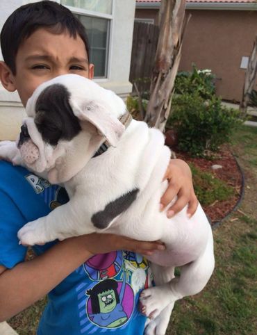 English bulldog puppies Colorado. 