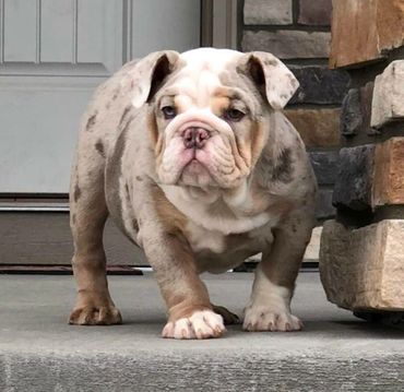 Lilac Merle English bulldog puppies Colorado 