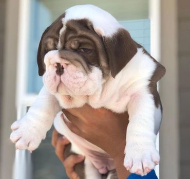 Chocolate English bulldogs for sale Colorado 