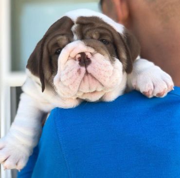 Chocolate English bulldog puppies 